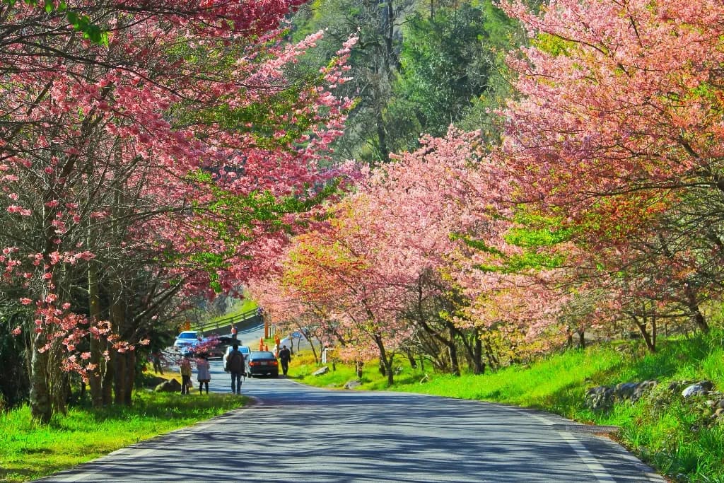 Ngắm hoa anh đào nở ở Đài Loan 2023 – Khi nào và ở đâu?