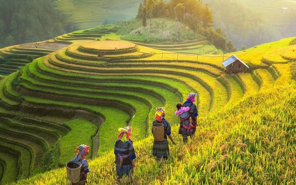 MÙ CANG CHẢI - ĐÈO KHAU PHẠ - TÚ LỆ - 2N1Đ