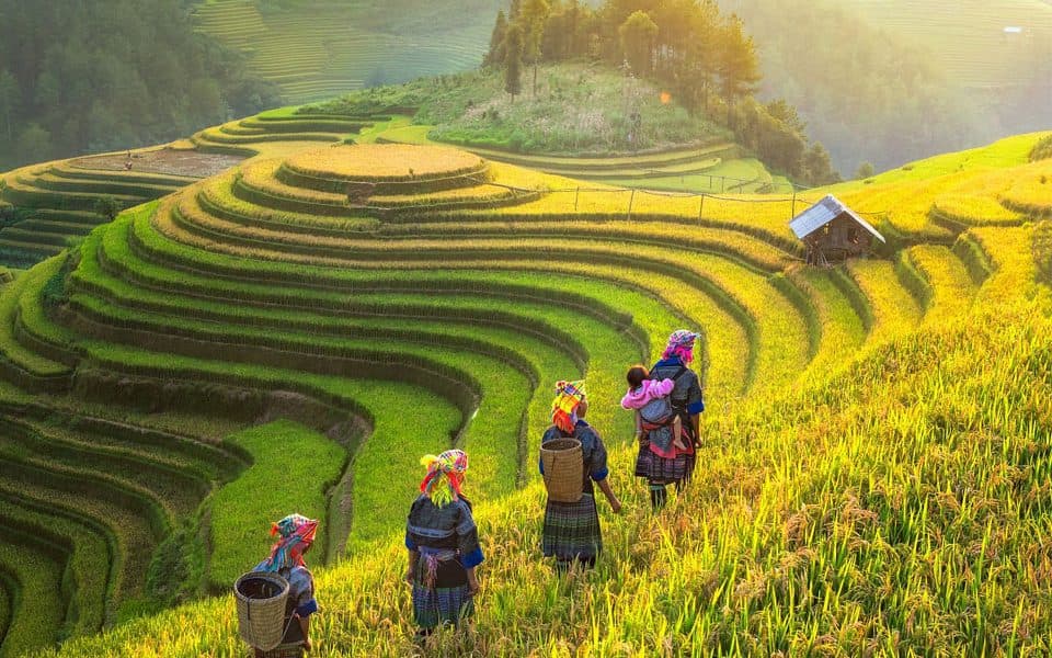 MÙ CANG CHẢI - ĐÈO KHAU PHẠ - TÚ LỆ - 2N1Đ